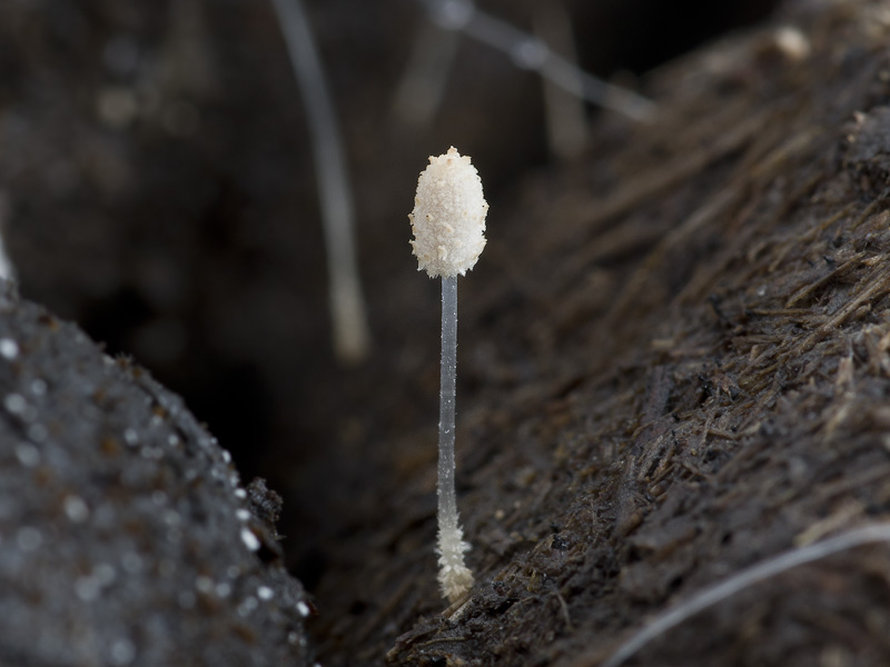 Coprinopsis cordispora